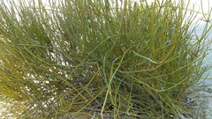 Ephedra fasciculata