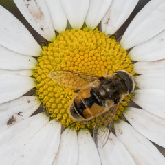 Eristalis brousii