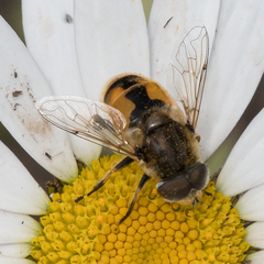 Eristalis brousii
