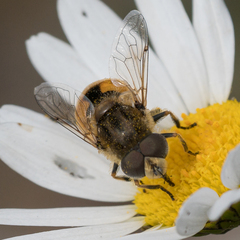 Eristalis brousii