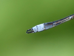 Lestes forcipatus