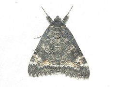 Catocala briseis