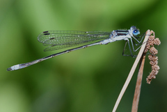 Lestes forcipatus