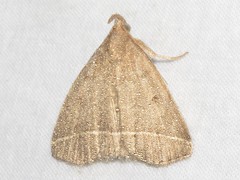 Zanclognatha marcidilinea