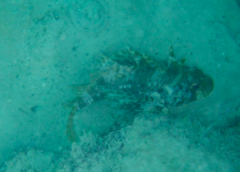 Dendrochirus barberi