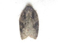 Acleris chalybeana