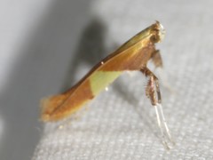 Caloptilia packardella
