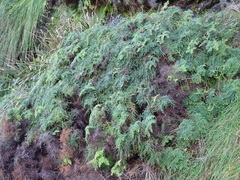 Gleichenia rupestris