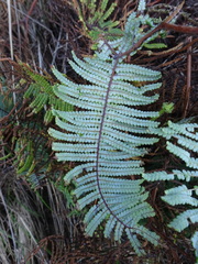Gleichenia rupestris