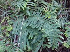 Gleichenia rupestris