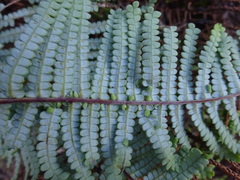 Gleichenia rupestris
