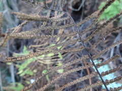 Gleichenia rupestris