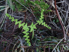 Gleichenia rupestris