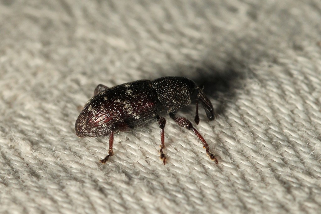 Seedling Debarking Weevil