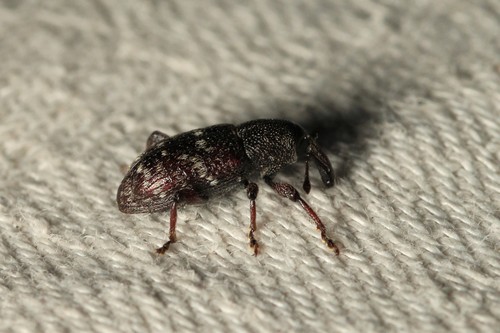 Seedling Debarking Weevil