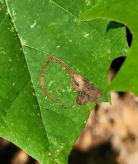 Ectoedemia clemensella