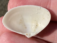 Simomactra planulata