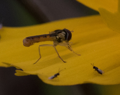 Sphaerophoria contigua