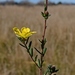 Hibbertia dispar - Photo (c) Max Campbell, algunos derechos reservados (CC BY), subido por Max Campbell