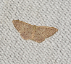 Idaea epicyrta