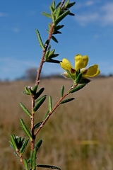 Hibbertia dispar