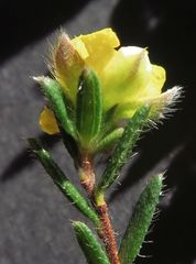 Hibbertia dispar