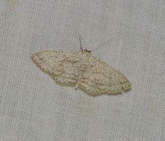 Scopula megalocentra