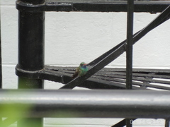 Cynanthus latirostris