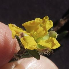 Hibbertia dispar