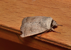 Proteuxoa leptochroa