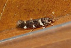 Macrobathra ceraunobola