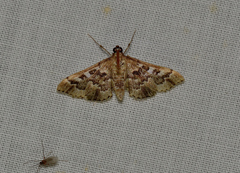 Nacoleia rhoeoalis