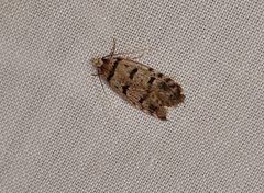 Scatochresis episema
