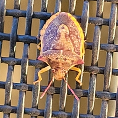Dendrocoris
