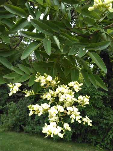 Styphnolobium japonicum