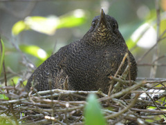 Zebrilus undulatus