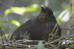 Zebrilus undulatus