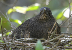 Zebrilus undulatus