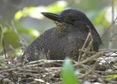 Zebrilus undulatus