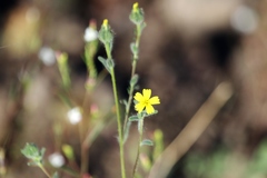 Madia gracilis gracilis