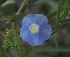 Ipomoea hederacea integriuscula
