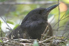 Zebrilus undulatus