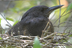 Zebrilus undulatus