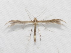 Dejongia
