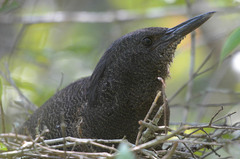 Zebrilus undulatus