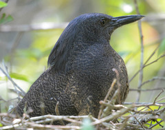 Zebrilus undulatus