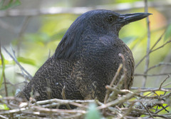 Zebrilus undulatus