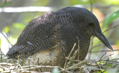 Zebrilus undulatus