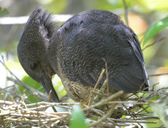 Zebrilus undulatus