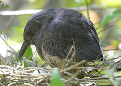 Zebrilus undulatus